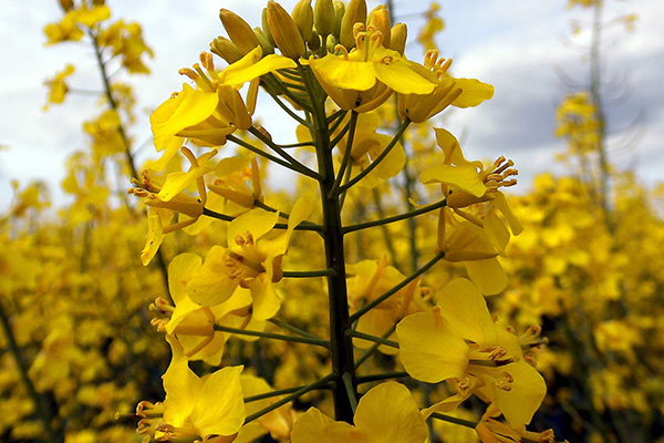 International Biodiesel Day