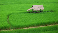 World Food Day