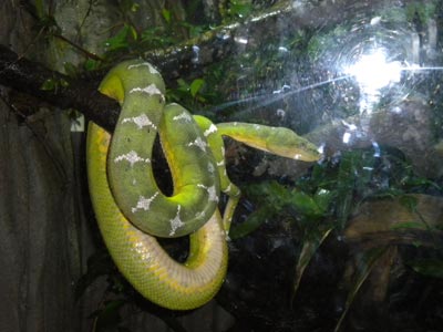 World Snake Day (July 16th)