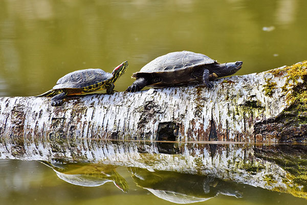 World Turtle Day In 22 Calendar Labs